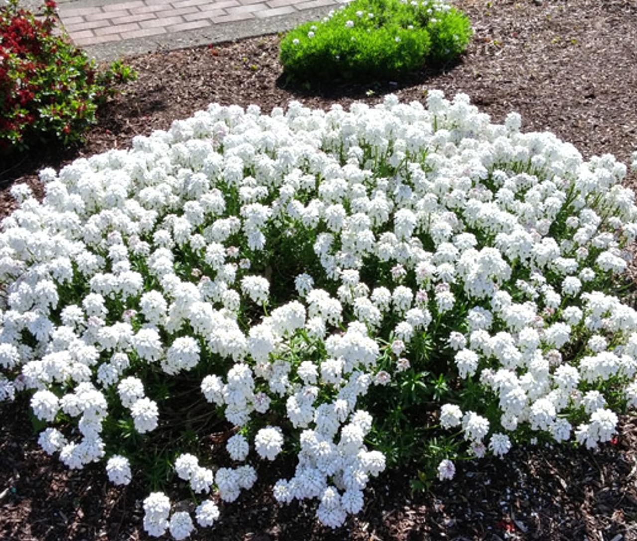 Perennial plant with small white flowers