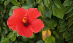 Red flower flowers plant garden bloom jooinn