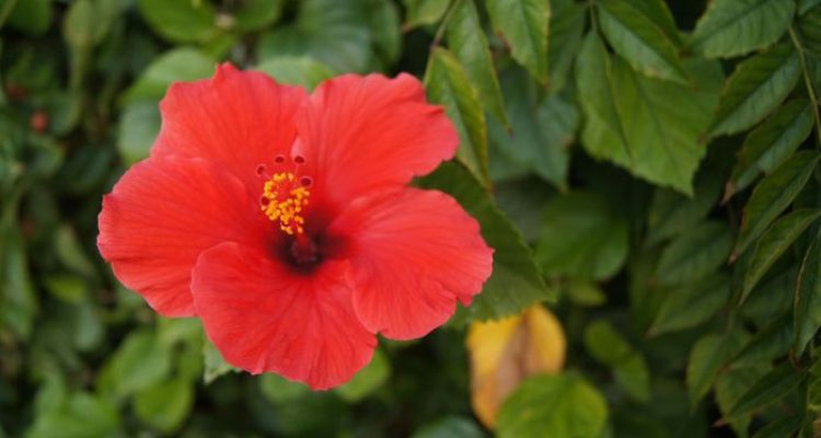 Red flower flowers plant garden bloom jooinn