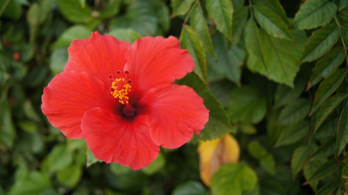 Red flower flowers plant garden bloom jooinn