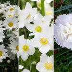 White flowers perennial perrenial garden