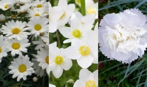 White flowers perennial perrenial garden