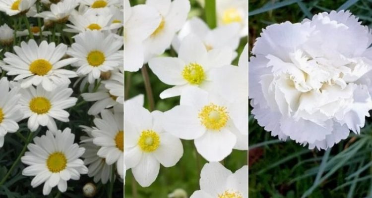 White flowers perennial perrenial garden