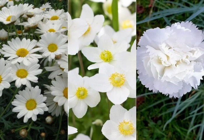 White flowers perennial perrenial garden