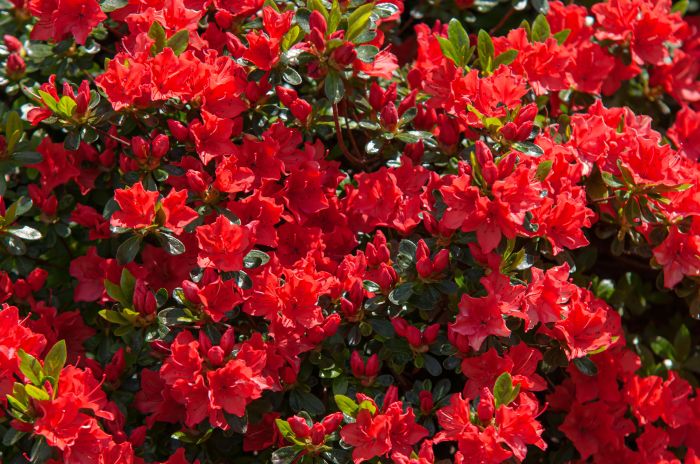 Plant with red flowers